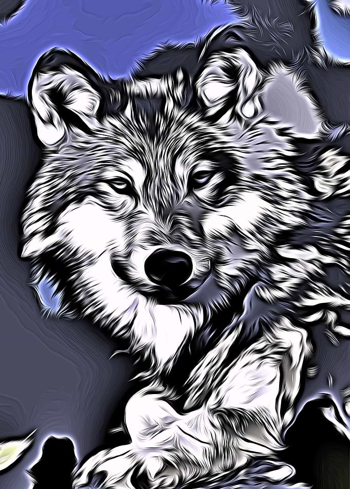 Wolf 2014-1101 Graphic of a grey wolf with blue to purp ...