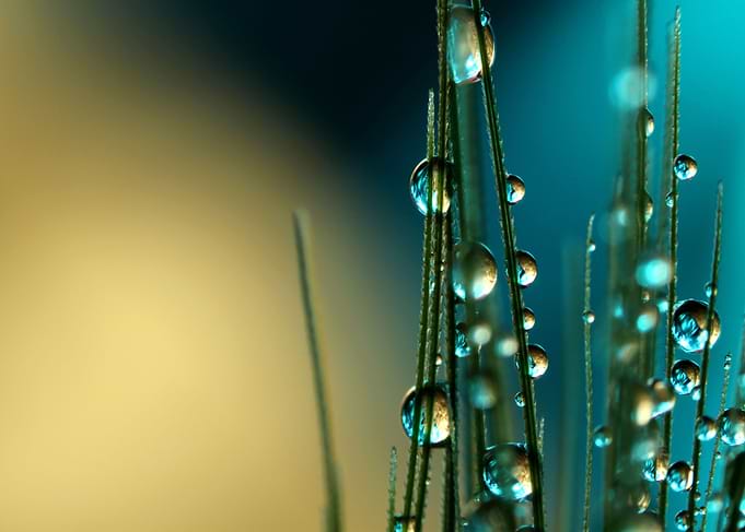 Grass Seed with Blue