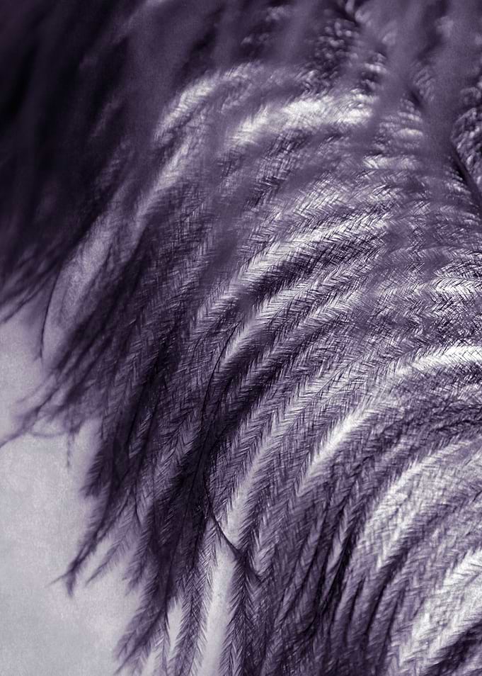 Feather