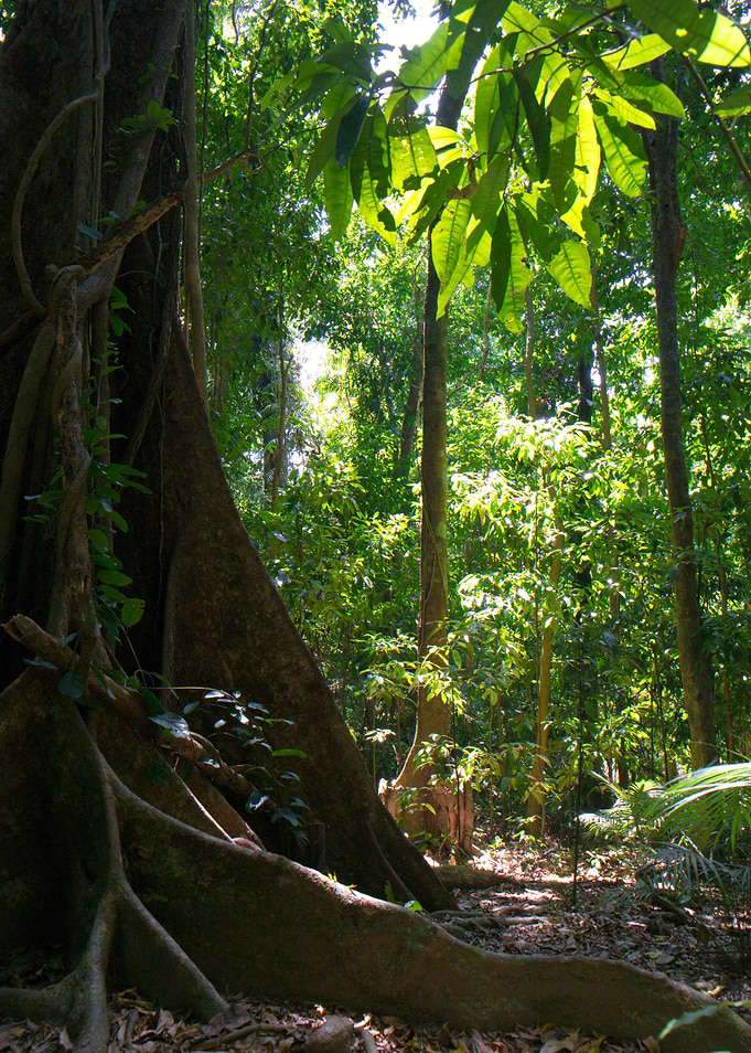 Tropical Far North Queensland