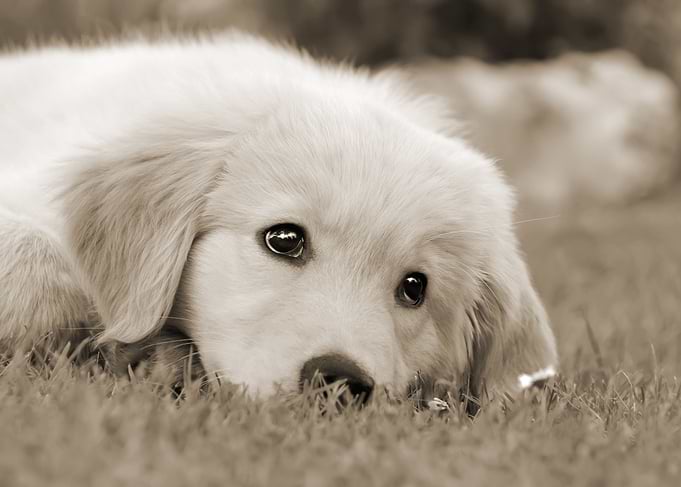 Golden Retriever, cute puppy resting in a meadow, monoc ...