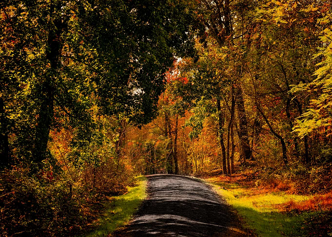 Autumn Magic