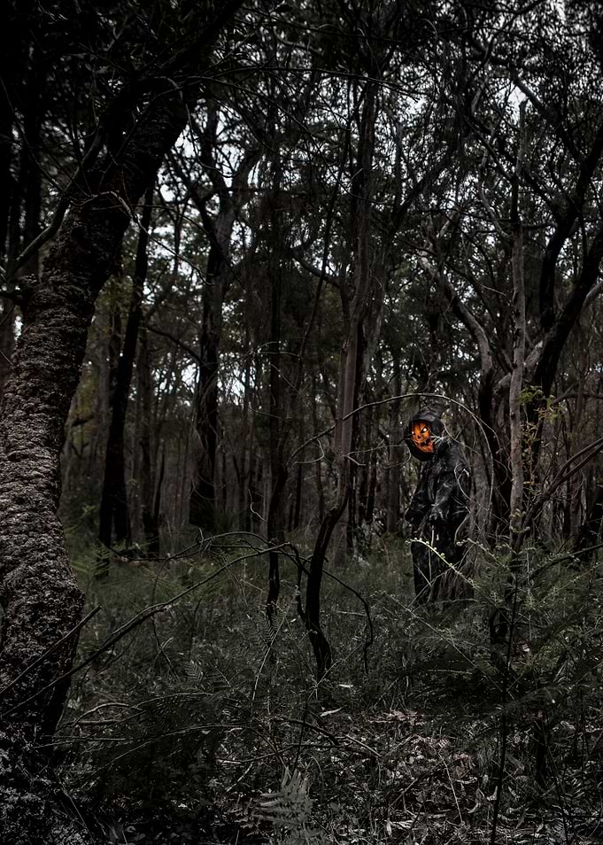 Pumpkin In The Woods