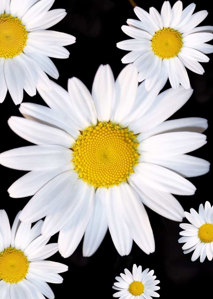 Daisy Daisy
