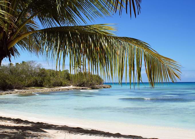 Tropical Island Beach palm tree