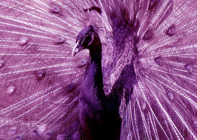 Purple Peacock