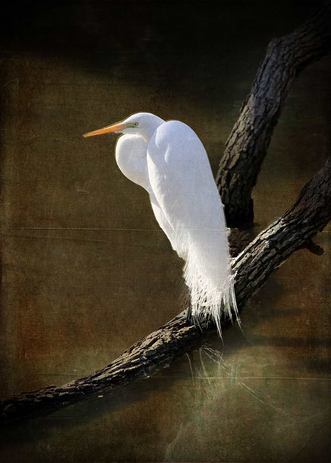 Solo Heron