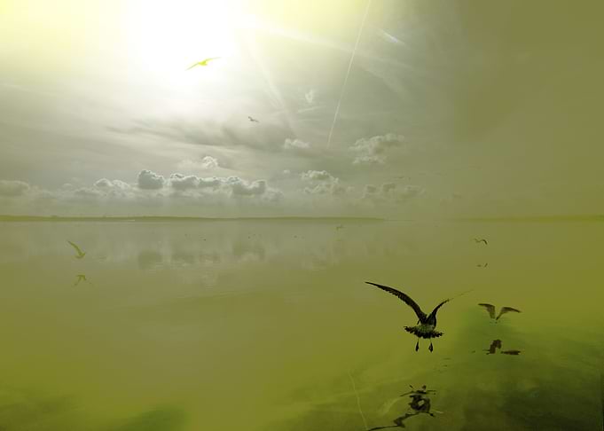Salt Lagoon Yellow Photograph 2014