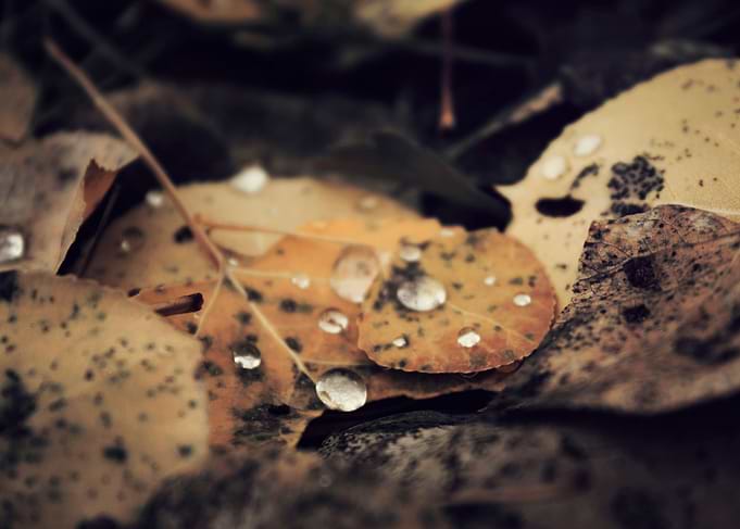 Autumn Dew