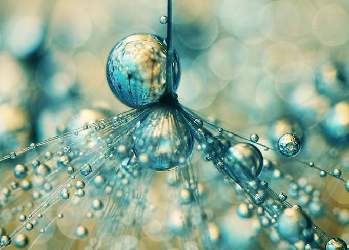 Dandelion Sprinkles