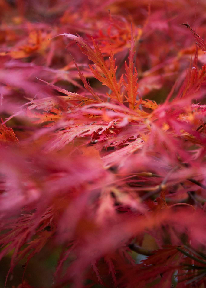 Maple Leaves