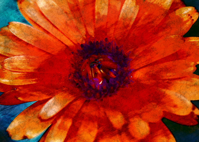 orange flower