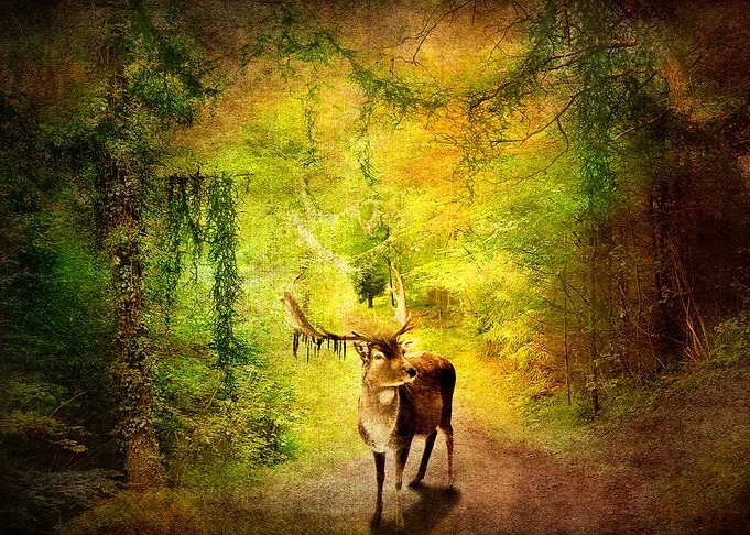 Stag