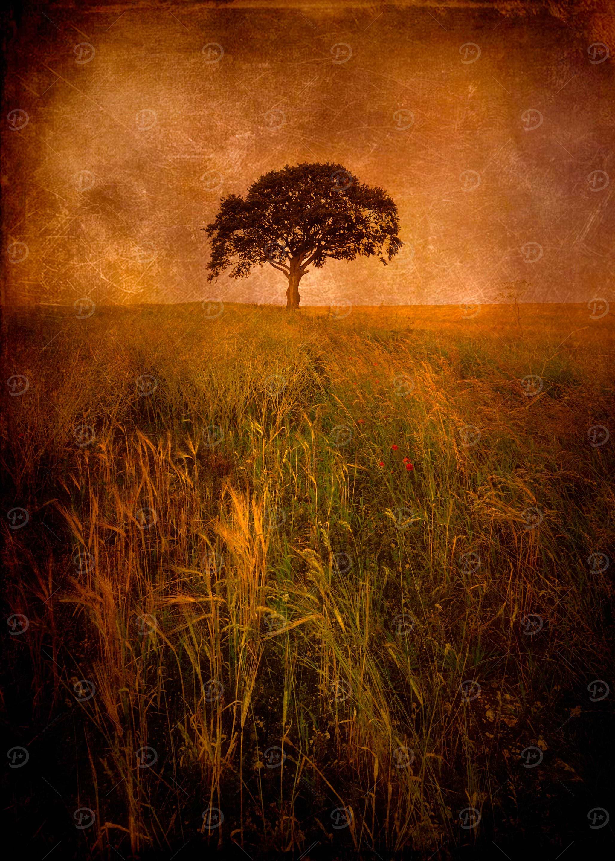 Tree at dusk