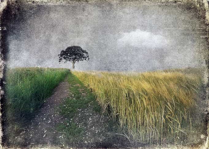 One Tree