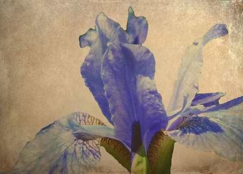 Antique Iris