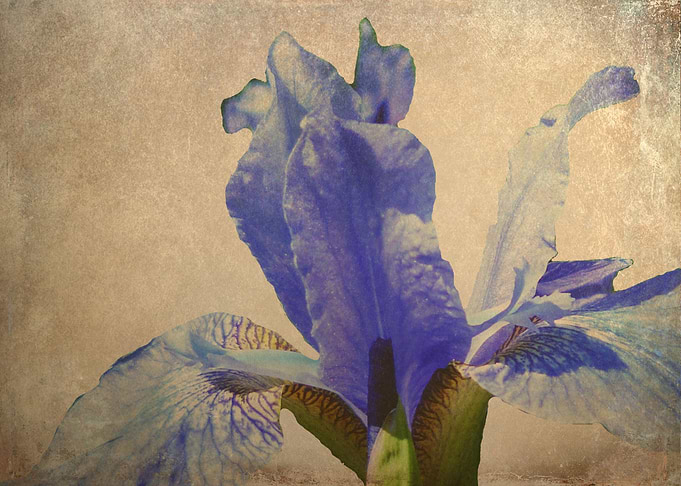 Antique Iris