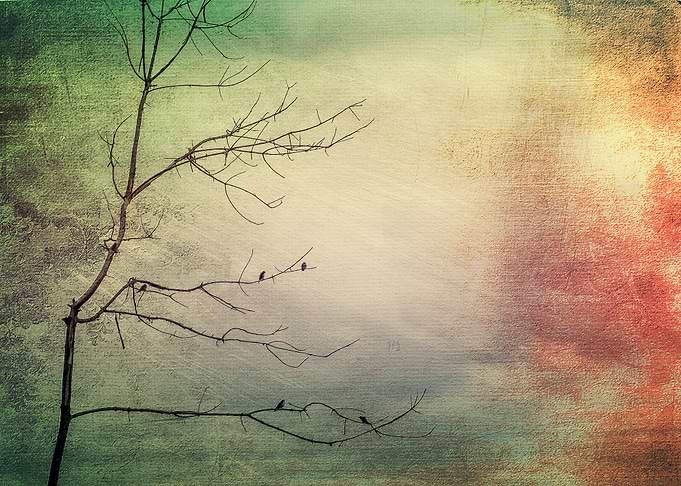 Morning Song Birds...