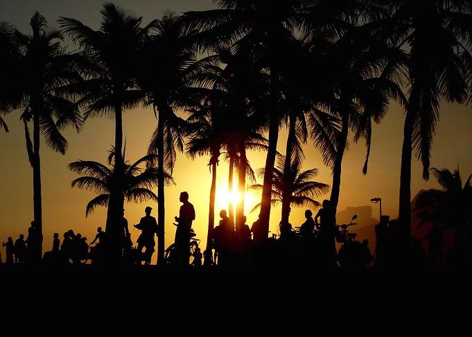 Palms sunset