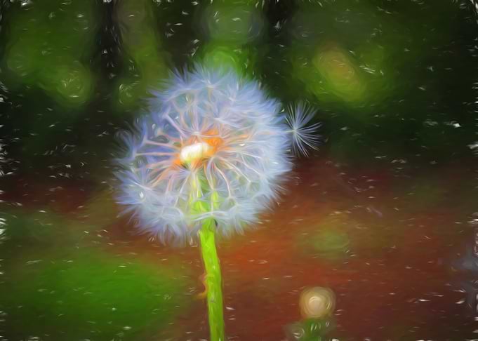 Dandelion