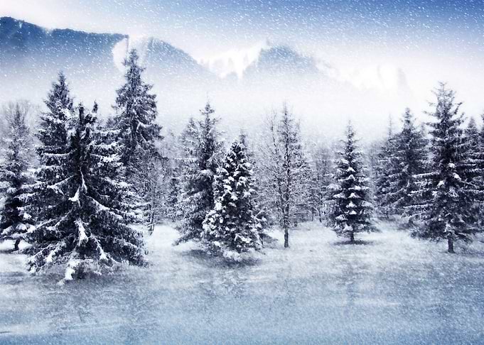 Christmas Trees