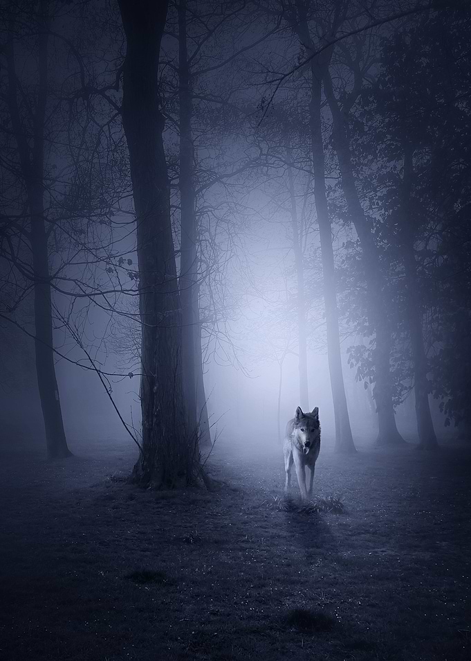 Hunting Wolf