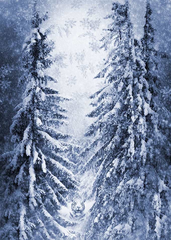 Snow Tiger