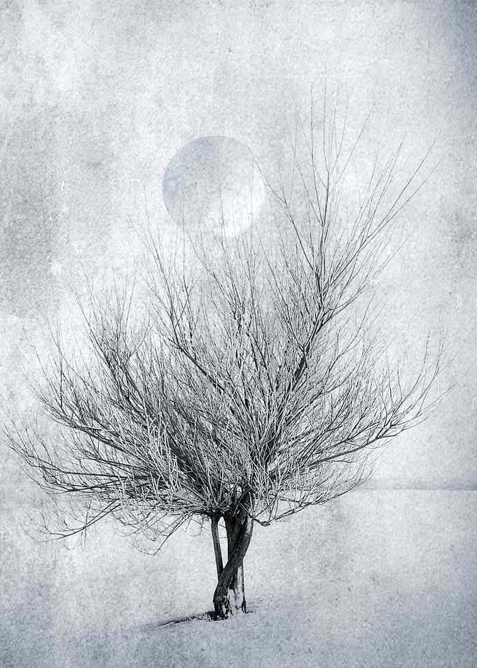 Tree and Moon