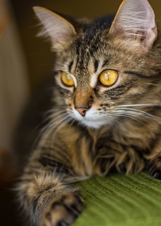 Kitty