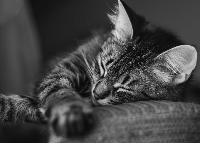 Kitty