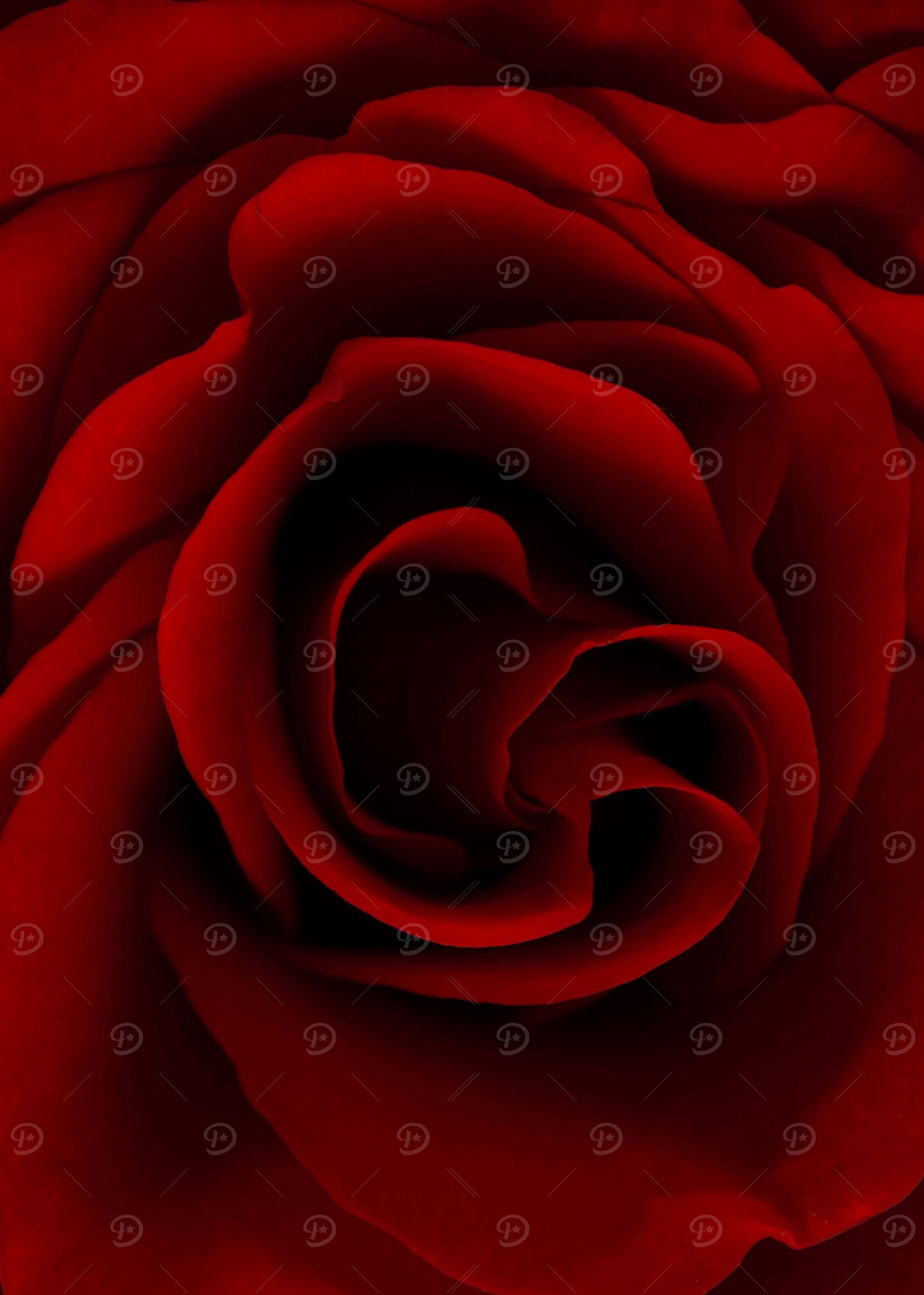 The Rose
