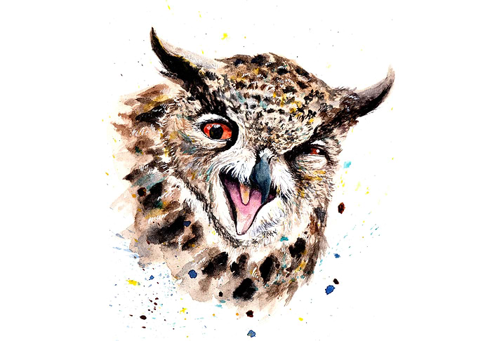 Owl