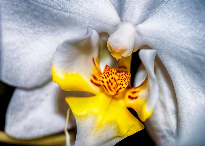 White Orchidea
