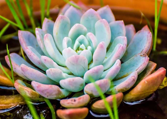 WaterGreen Leaves