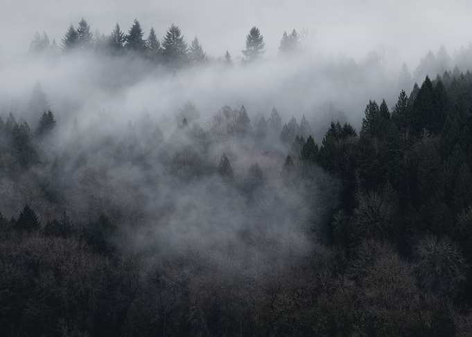 The Sleeping Wood