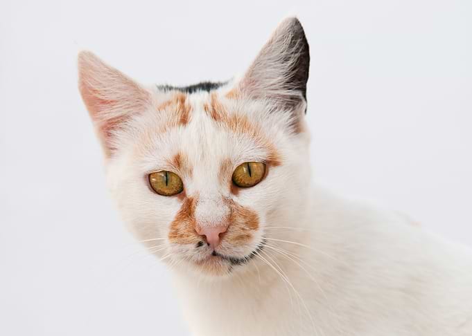 White cat with van pattern and orange eyes