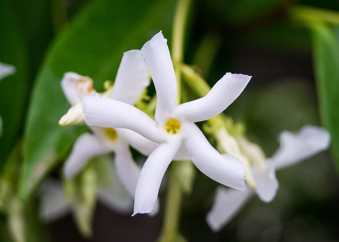 Little Flower