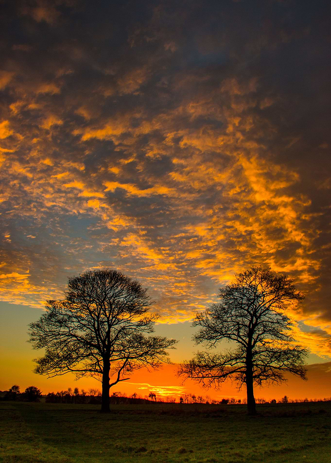 Two trees at sunset