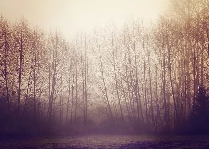 Into the Fog