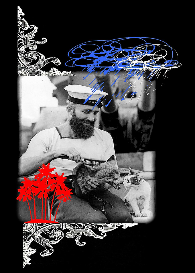 sailor fox
