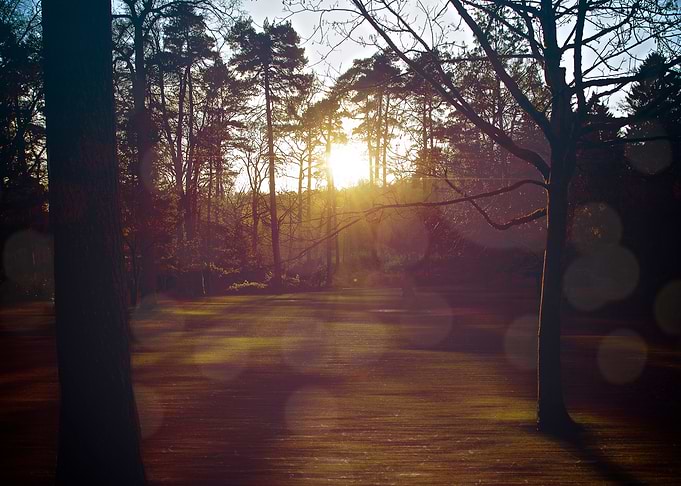 Flared Forest