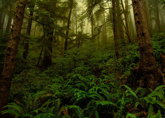 Ecola State Park Rainforest