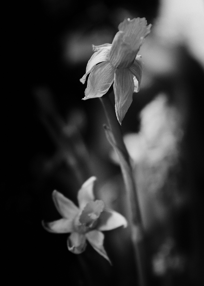 2 DAFS
