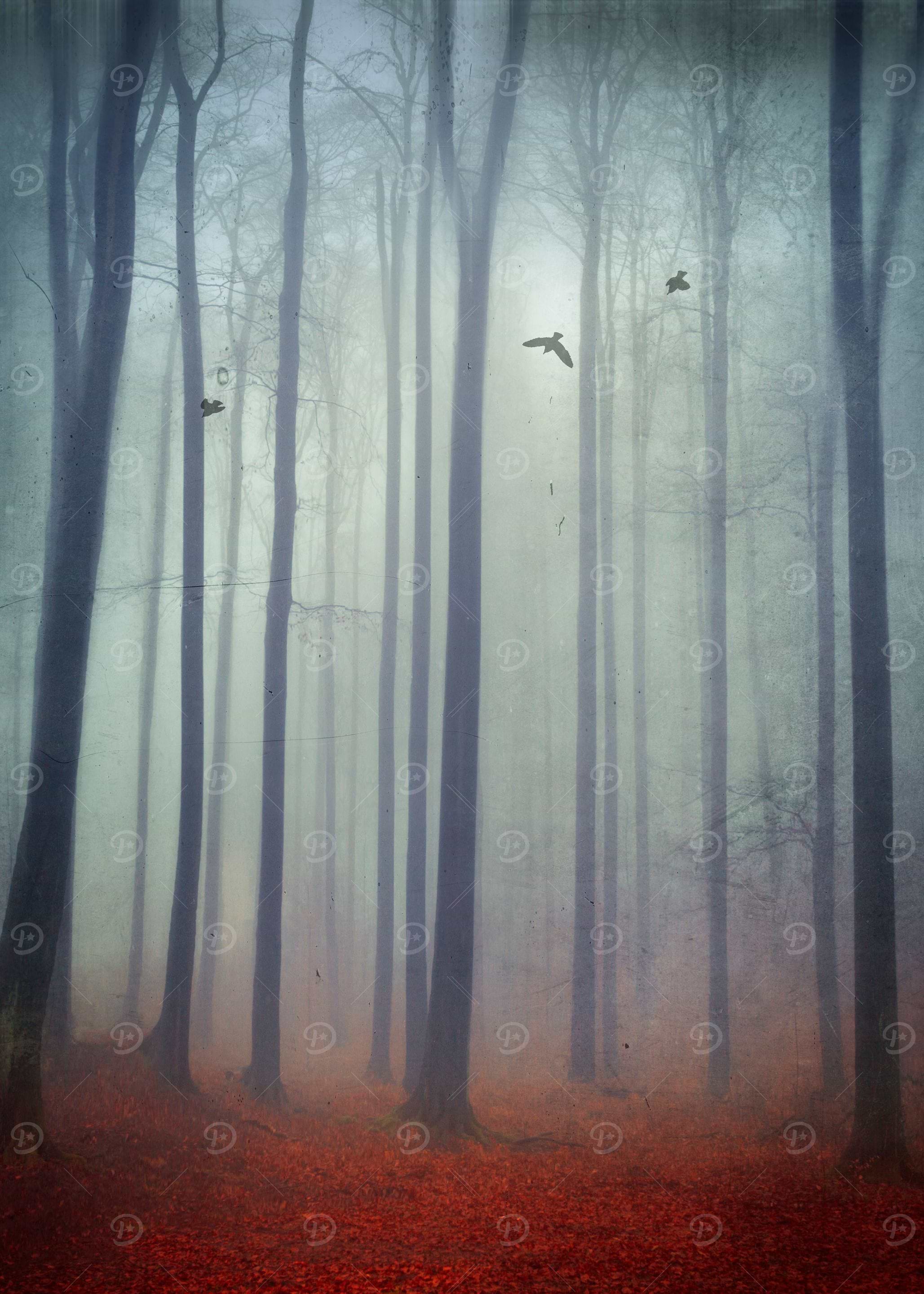 Beech tree forest shrouded in fog - manipulated and tex ...