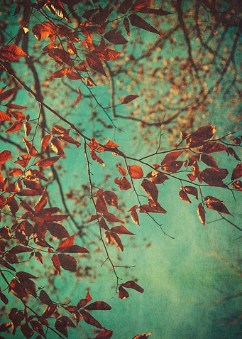 In the Treetops