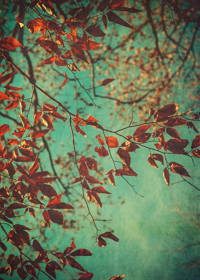 In the Treetops