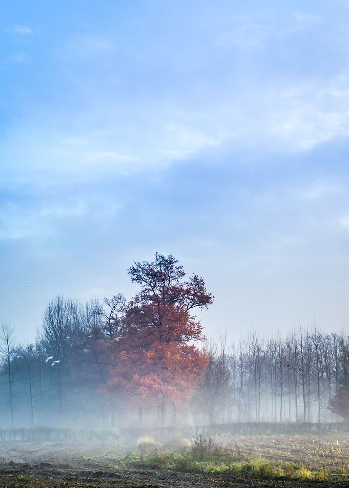 Morning tree
