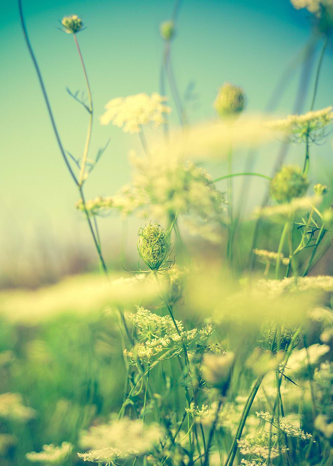 Summer Dream