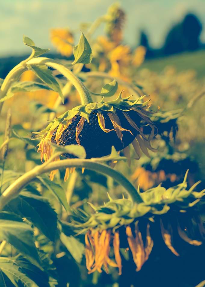 Sunflowers