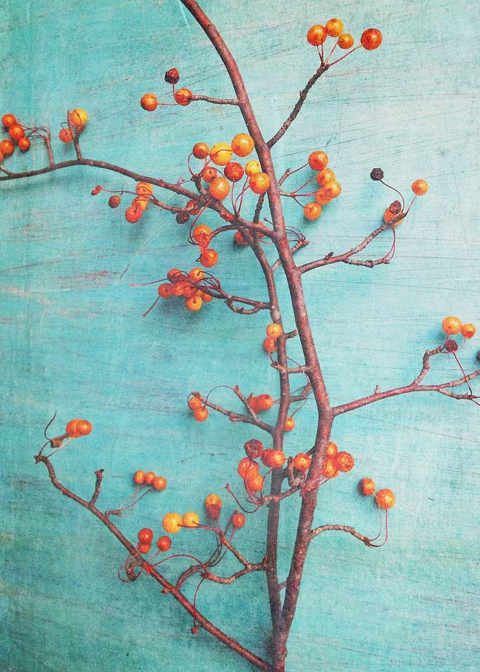 She Hung Her Dreams on Branches